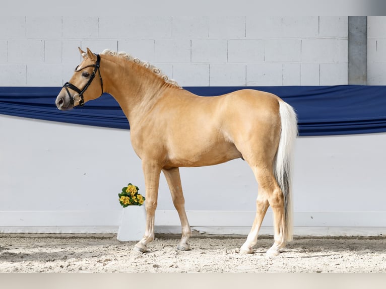 Niemiecki kuc wierzchowy Ogier 3 lat 146 cm Izabelowata in Marsberg