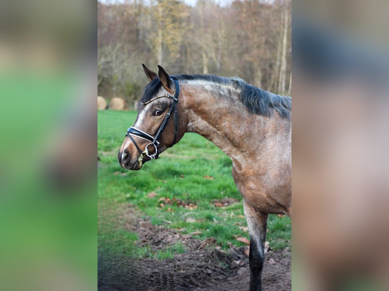 Niemiecki kuc wierzchowy Ogier 3 lat 146 cm  in Gebroth