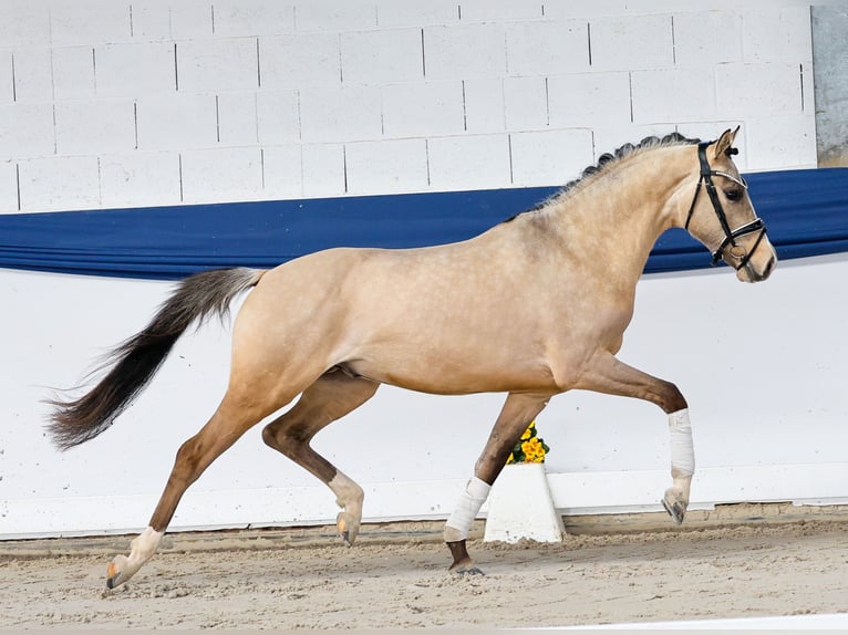 Niemiecki kuc wierzchowy Ogier 3 lat 147 cm Bułana in Marsberg