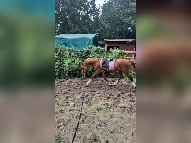 Niemiecki kuc wierzchowy Ogier 3 lat 147 cm Ciemnokasztanowata in Achim