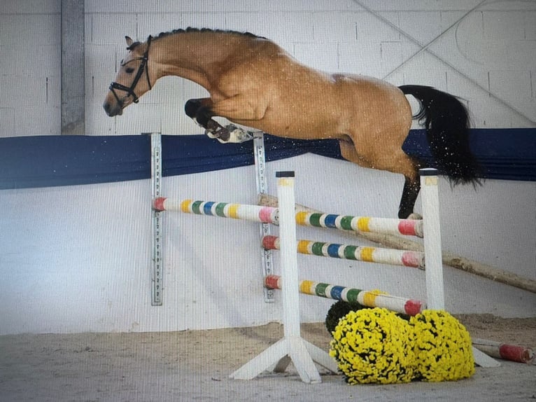 Niemiecki kuc wierzchowy Ogier 3 lat 147 cm Jelenia in Lübbecke