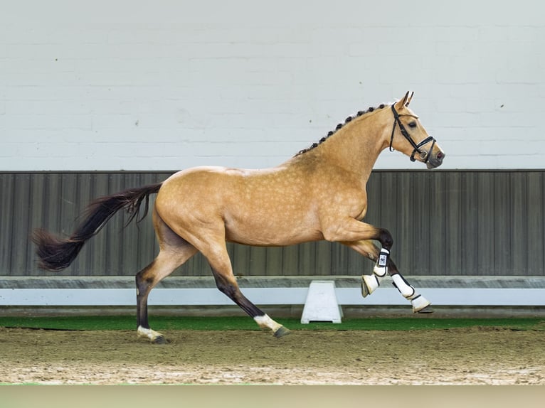 Niemiecki kuc wierzchowy Ogier 3 lat 147 cm Jelenia in Lübbecke