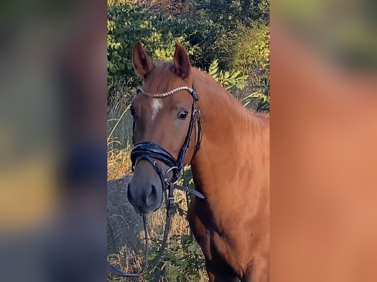 Niemiecki kuc wierzchowy Ogier 3 lat 147 cm Kasztanowata in Achim