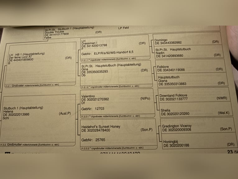 Niemiecki kuc wierzchowy Ogier 3 lat 147 cm Kasztanowata in Telgte