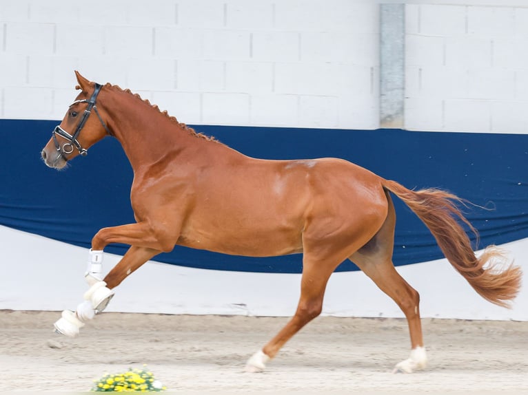 Niemiecki kuc wierzchowy Ogier 3 lat 147 cm Kasztanowata in Marsberg