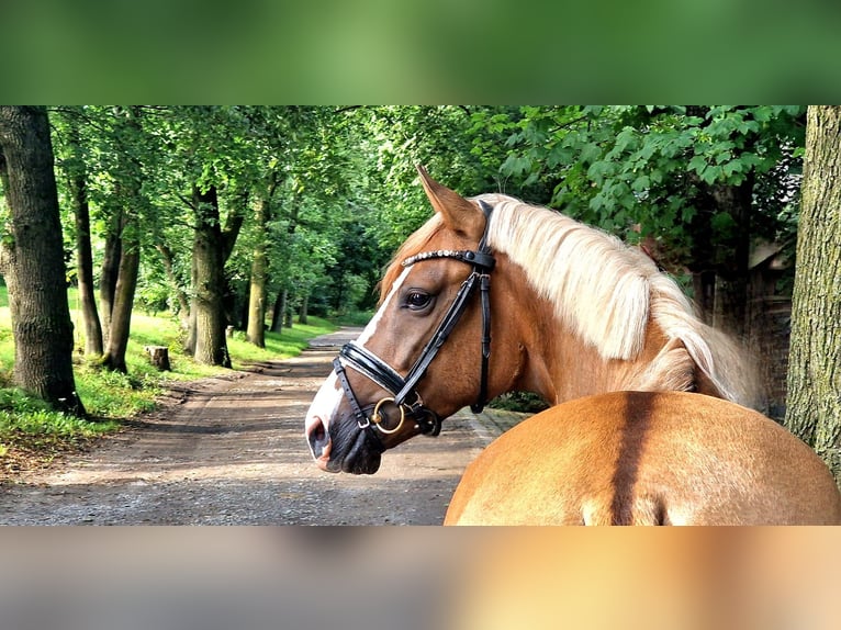 Niemiecki kuc wierzchowy Ogier 3 lat 148 cm Bułana in Wesel