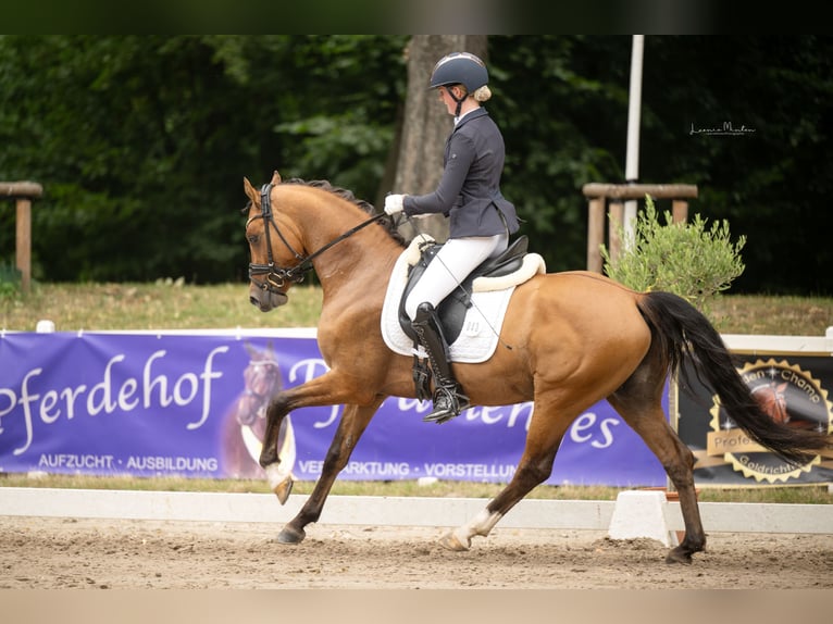 Niemiecki kuc wierzchowy Ogier 3 lat 148 cm Gniada in L&#xFC;nen