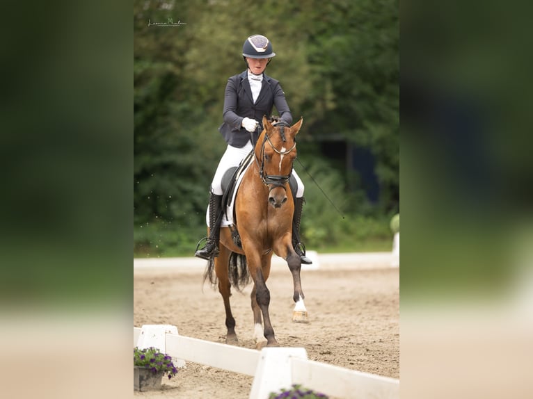 Niemiecki kuc wierzchowy Ogier 3 lat 148 cm Gniada in L&#xFC;nen