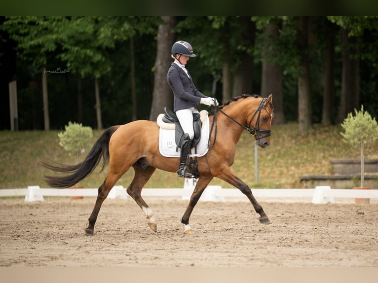 Niemiecki kuc wierzchowy Ogier 3 lat 148 cm Gniada in L&#xFC;nen