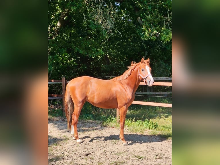 Niemiecki kuc wierzchowy Ogier 3 lat 148 cm Kasztanowata in Vienenburg
