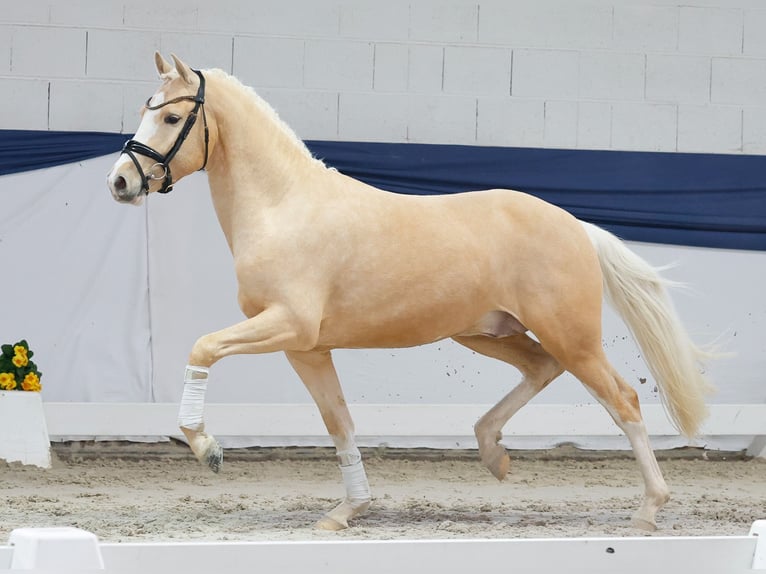 Niemiecki kuc wierzchowy Ogier 3 lat 149 cm Izabelowata in Marsberg