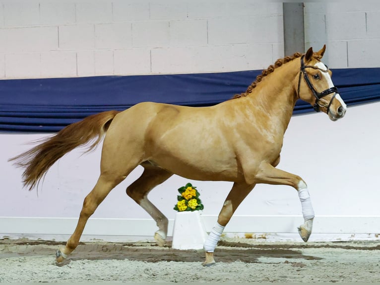 Niemiecki kuc wierzchowy Ogier 3 lat 149 cm Kasztanowata in Marsberg