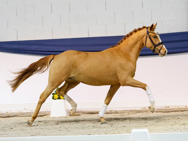 Niemiecki kuc wierzchowy Ogier 3 lat 149 cm Kasztanowata in Marsberg
