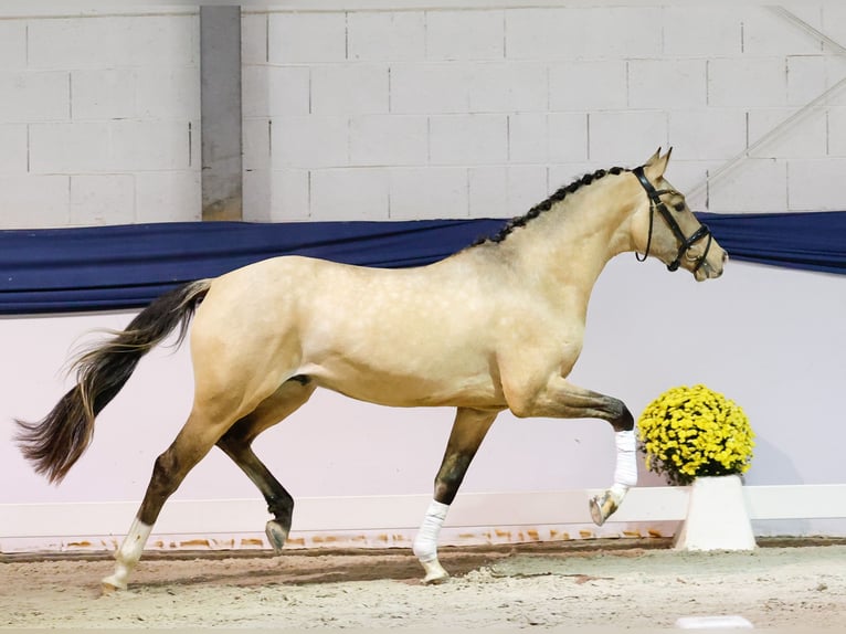 Niemiecki kuc wierzchowy Ogier 3 lat 150 cm Bułana in Marsberg