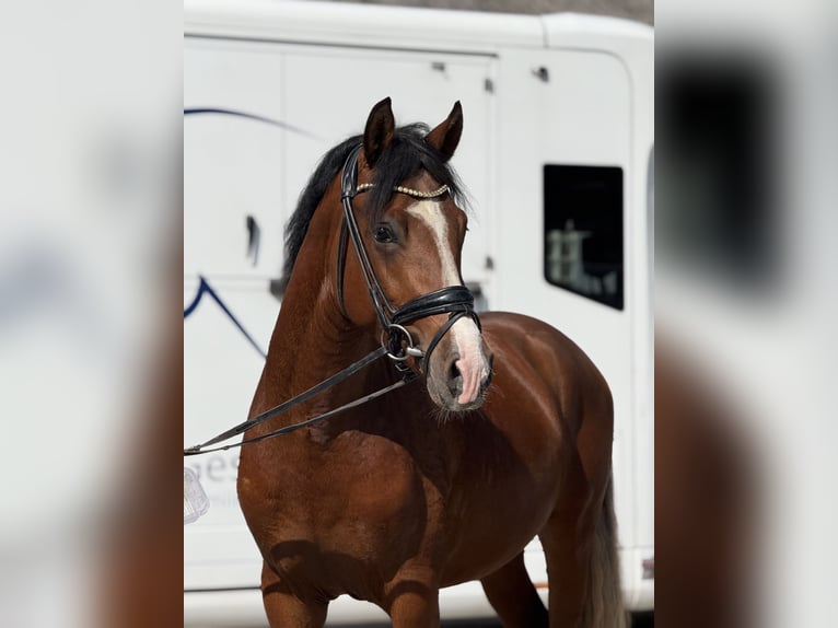 Niemiecki kuc wierzchowy Ogier 3 lat 150 cm Gniada in Vettweiß