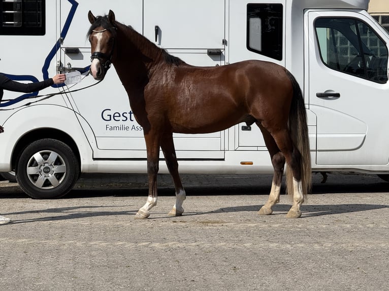 Niemiecki kuc wierzchowy Ogier 3 lat 150 cm Gniada in Vettweiß