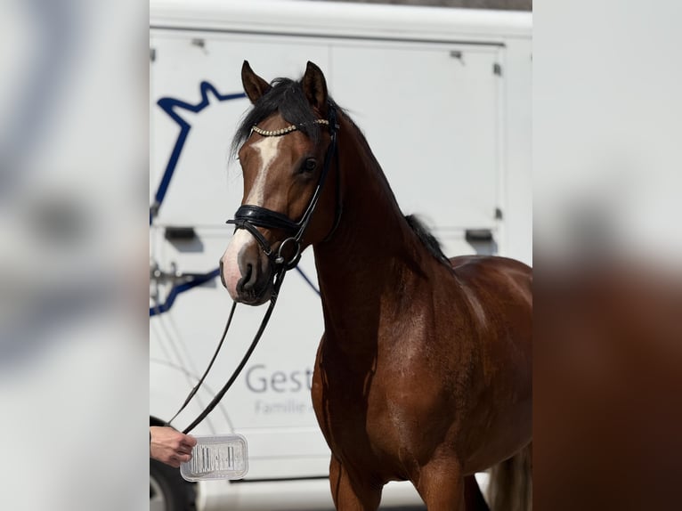 Niemiecki kuc wierzchowy Ogier 3 lat 150 cm Gniada in Vettweiß