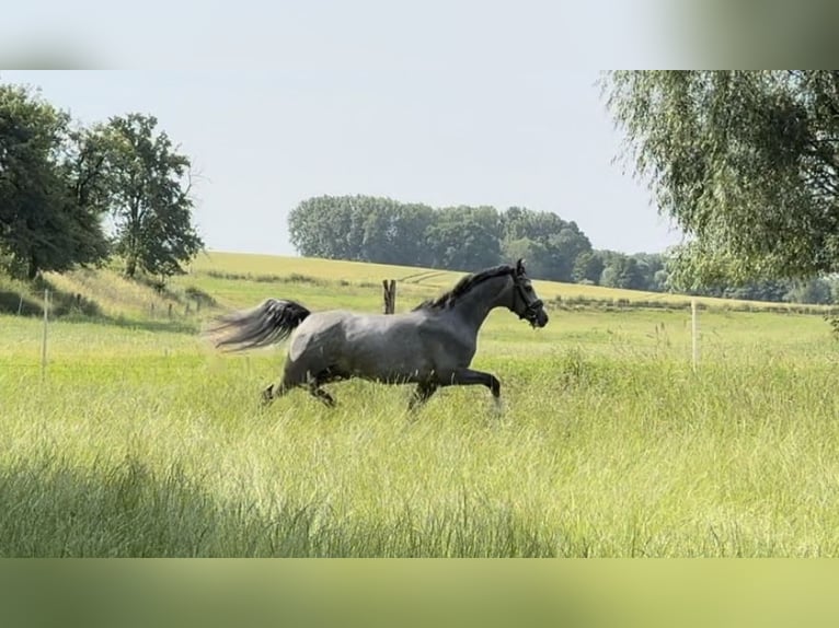 Niemiecki kuc wierzchowy Ogier 3 lat 150 cm Siwa in Liptitz