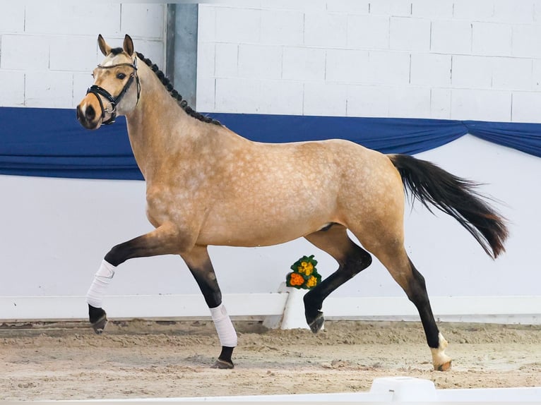 Niemiecki kuc wierzchowy Ogier 3 lat 151 cm Bułana in Marsberg