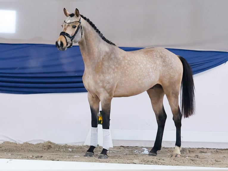 Niemiecki kuc wierzchowy Ogier 3 lat 151 cm Bułana in Marsberg