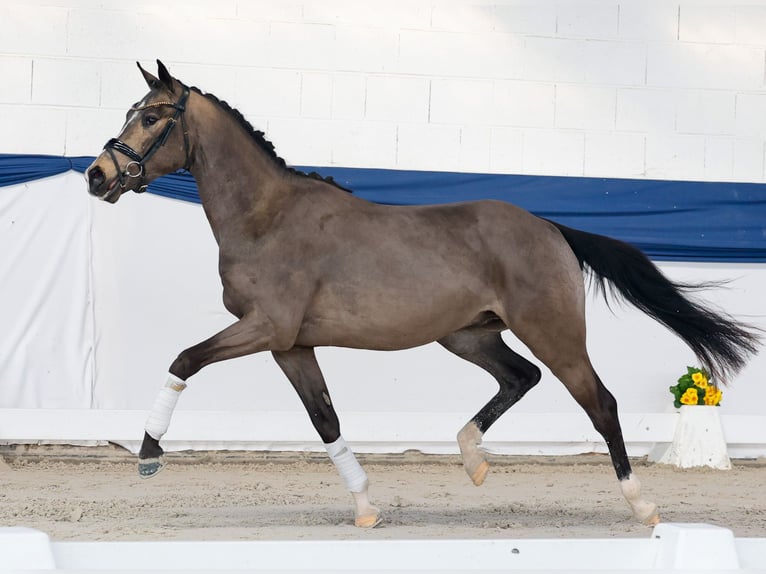 Niemiecki kuc wierzchowy Ogier 3 lat 151 cm Bułana in Marsberg