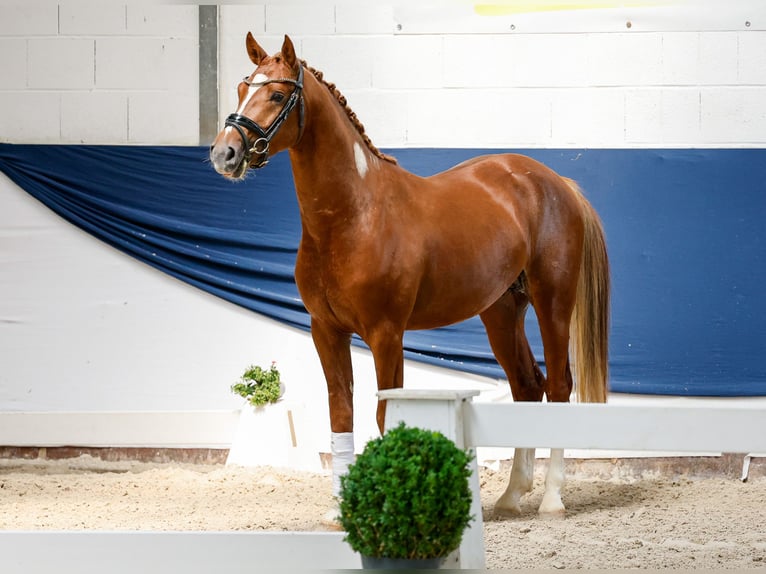 Niemiecki kuc wierzchowy Ogier 3 lat 152 cm Kasztanowata in Marsberg