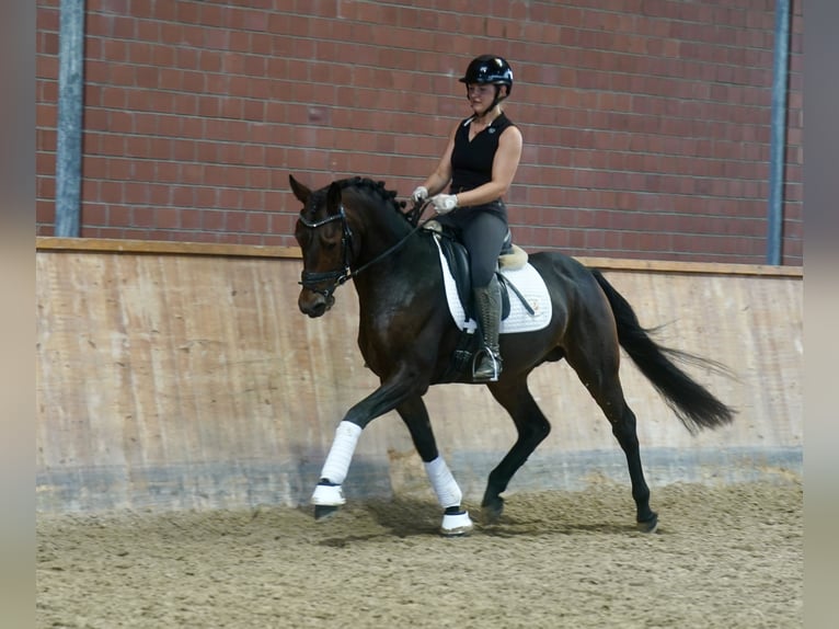 Niemiecki kuc wierzchowy Mix Ogier 3 lat 154 cm Ciemnogniada in Paderborn