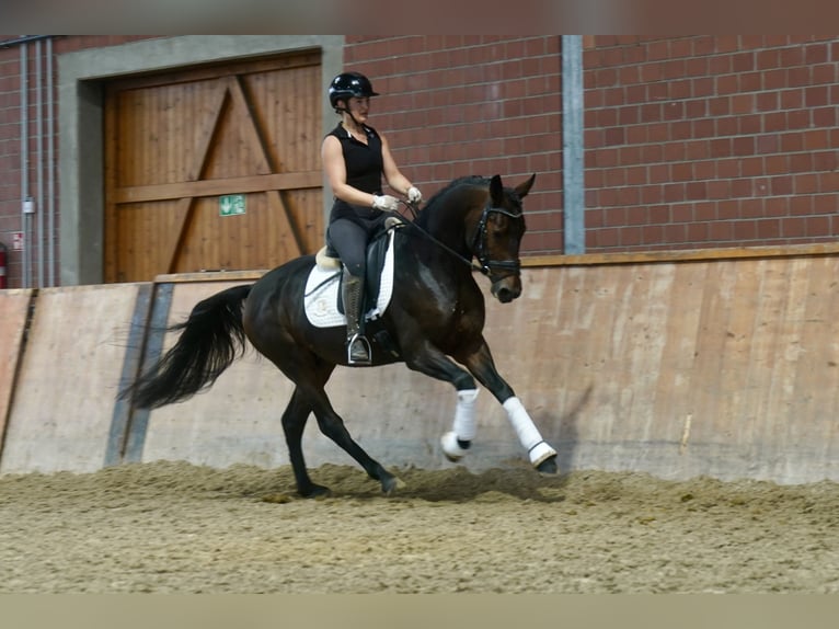 Niemiecki kuc wierzchowy Mix Ogier 3 lat 154 cm Ciemnogniada in Paderborn