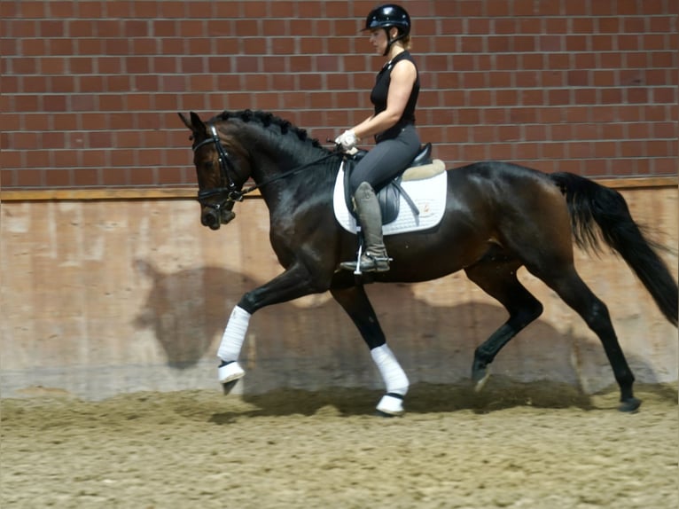 Niemiecki kuc wierzchowy Mix Ogier 3 lat 154 cm Ciemnogniada in Paderborn