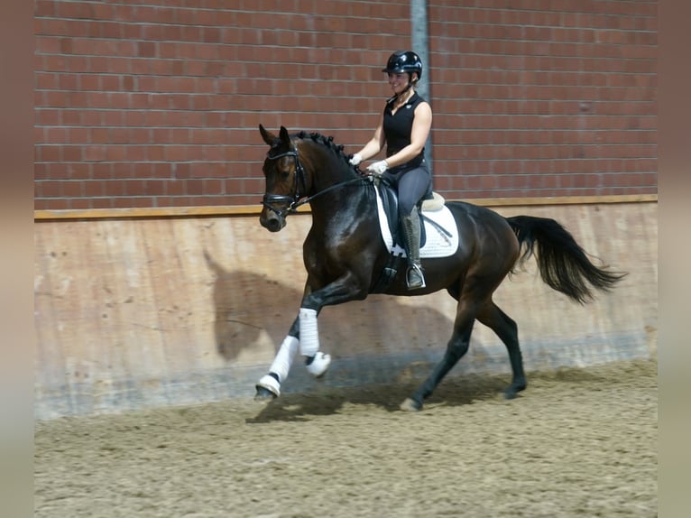 Niemiecki kuc wierzchowy Mix Ogier 3 lat 154 cm Ciemnogniada in Paderborn