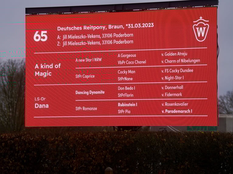 Niemiecki kuc wierzchowy Mix Ogier 3 lat 154 cm Gniada in Paderborn