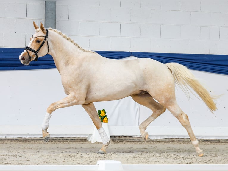 Niemiecki kuc wierzchowy Ogier 3 lat 159 cm Izabelowata in Marsberg