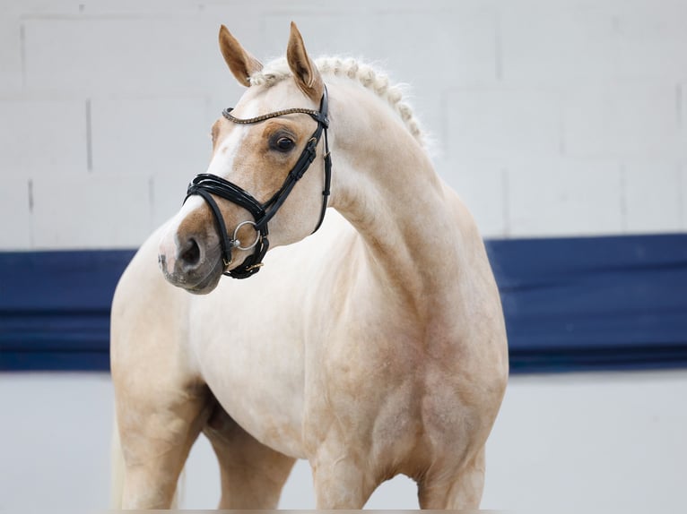 Niemiecki kuc wierzchowy Ogier 3 lat 159 cm Izabelowata in Marsberg