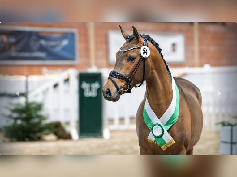 Niemiecki kuc wierzchowy Ogier 3 lat Gniada in Mönchengladbach