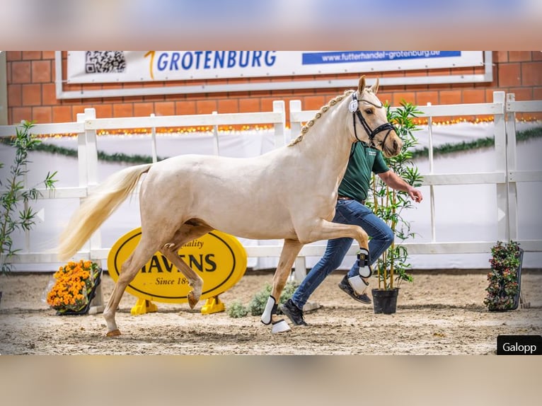 Niemiecki kuc wierzchowy Ogier 3 lat Izabelowata in Mönchengladbach
