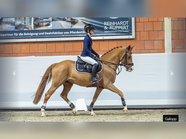 Niemiecki kuc wierzchowy Ogier 3 lat Kasztanowata in Mönchengladbach