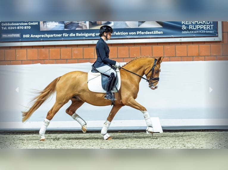 Niemiecki kuc wierzchowy Ogier 3 lat Kasztanowata in Mönchengladbach