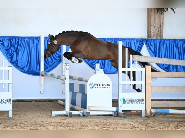 Niemiecki kuc wierzchowy Ogier 4 lat 142 cm Gniada in Weilheim in Oberbayern