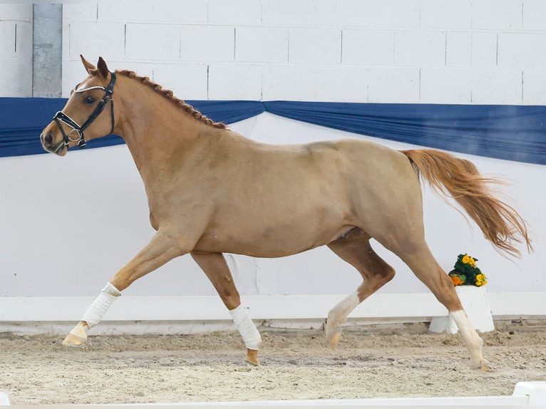 Niemiecki kuc wierzchowy Ogier 4 lat 144 cm Kasztanowata in Marsberg