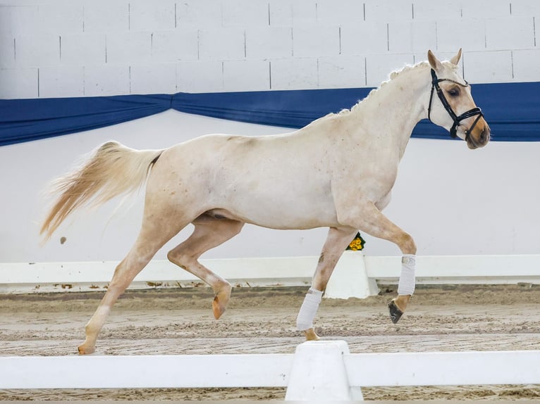 Niemiecki kuc wierzchowy Ogier 4 lat 145 cm Izabelowata in Marsberg