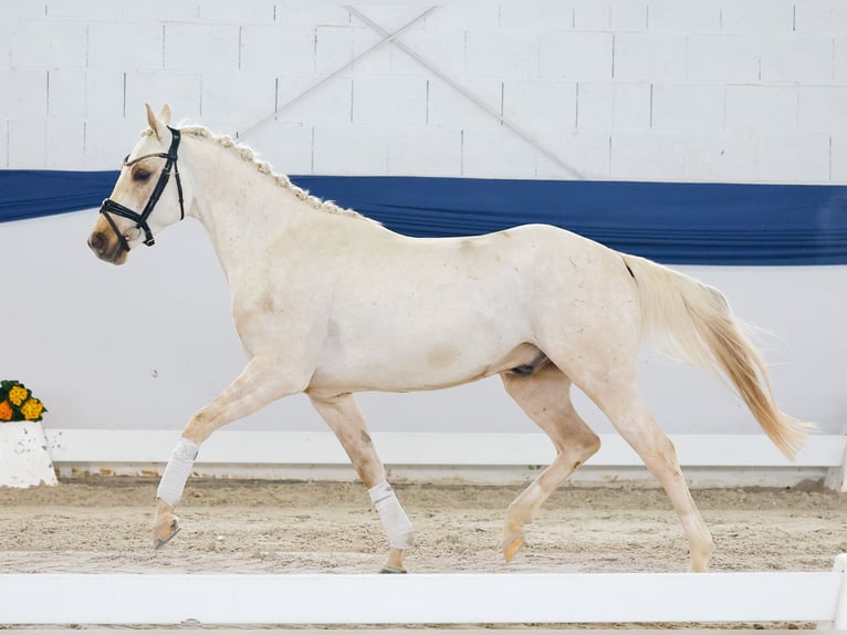 Niemiecki kuc wierzchowy Ogier 4 lat 145 cm Izabelowata in Marsberg