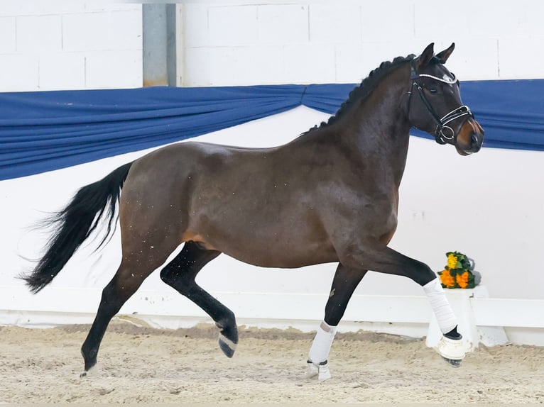 Niemiecki kuc wierzchowy Ogier 4 lat 146 cm Gniada in Marsberg