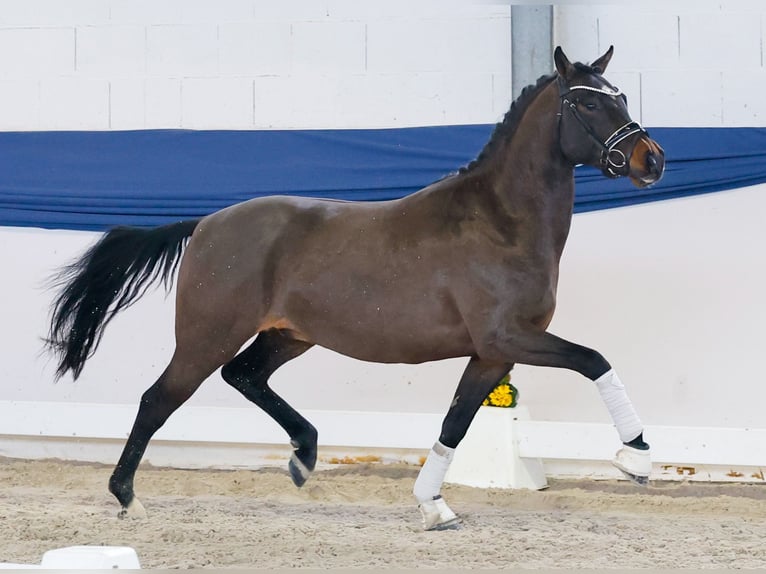 Niemiecki kuc wierzchowy Ogier 4 lat 146 cm Gniada in Marsberg