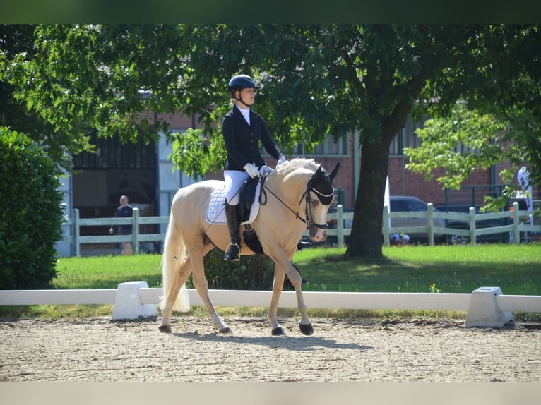 Niemiecki kuc wierzchowy Ogier 4 lat 146 cm Izabelowata in Ahrensburg