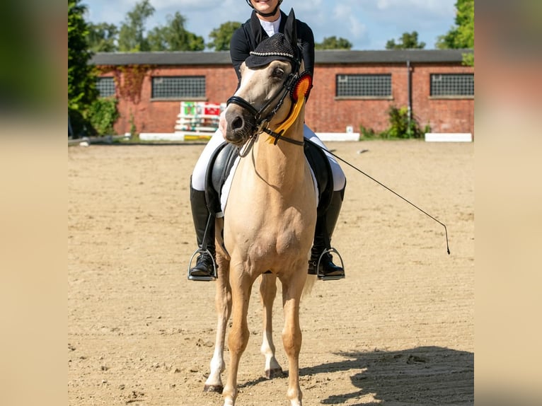 Niemiecki kuc wierzchowy Ogier 4 lat 146 cm Izabelowata in Ahrensburg