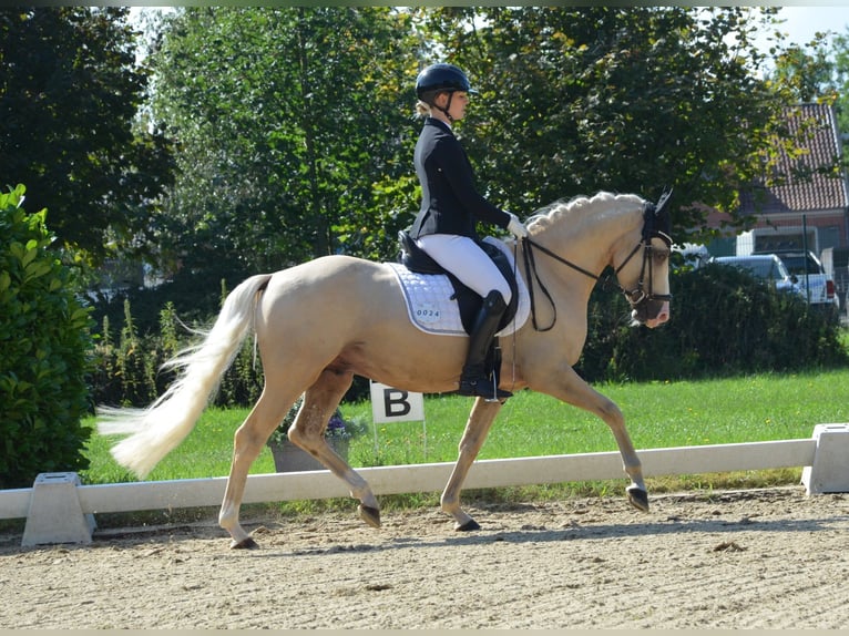 Niemiecki kuc wierzchowy Ogier 4 lat 146 cm Izabelowata in Ahrensburg