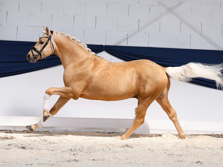 Niemiecki kuc wierzchowy Ogier 4 lat 146 cm Izabelowata in Marsberg