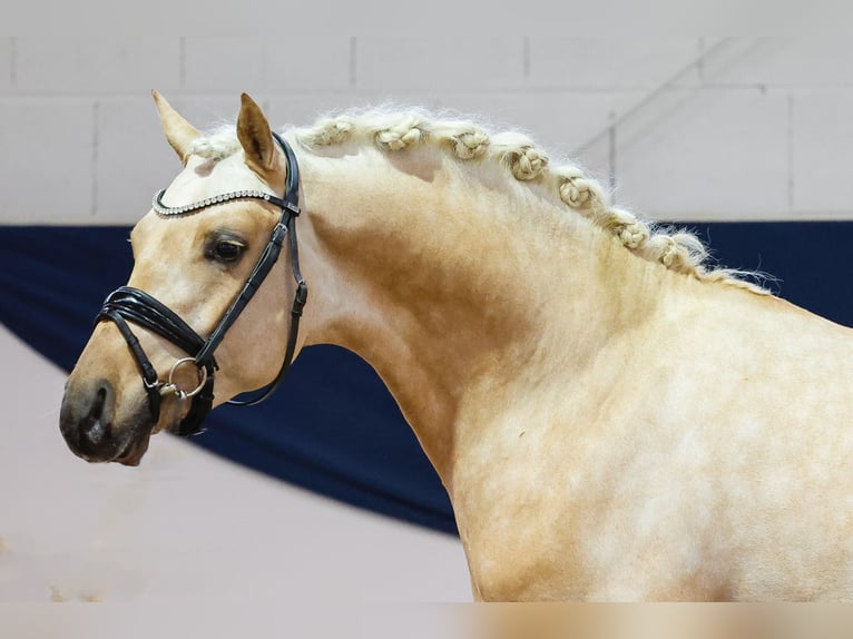 Niemiecki kuc wierzchowy Ogier 4 lat 146 cm Izabelowata in Marsberg