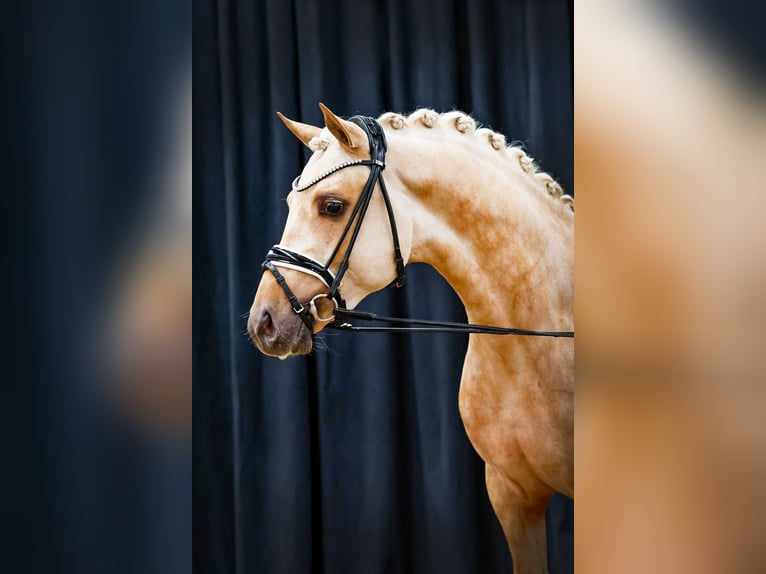 Niemiecki kuc wierzchowy Ogier 4 lat 146 cm Izabelowata in Marsberg