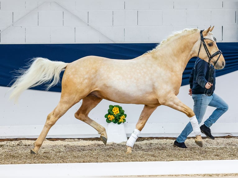 Niemiecki kuc wierzchowy Ogier 4 lat 146 cm Izabelowata in Marsberg